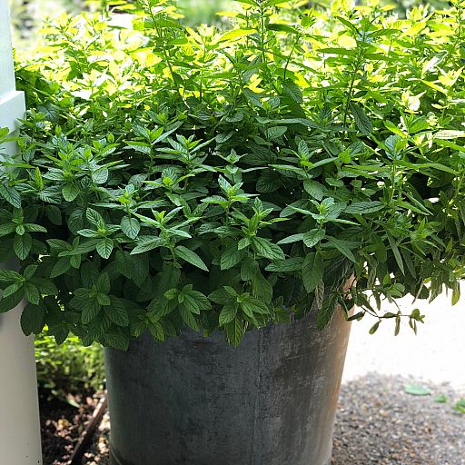 Mint Mania!